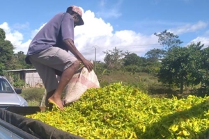 Ylang-ylang-madagascar